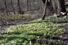 Forår i Sorgenfri Slotspark Foto: IDM