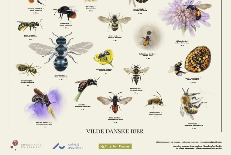 Plakat med vilde danske bier