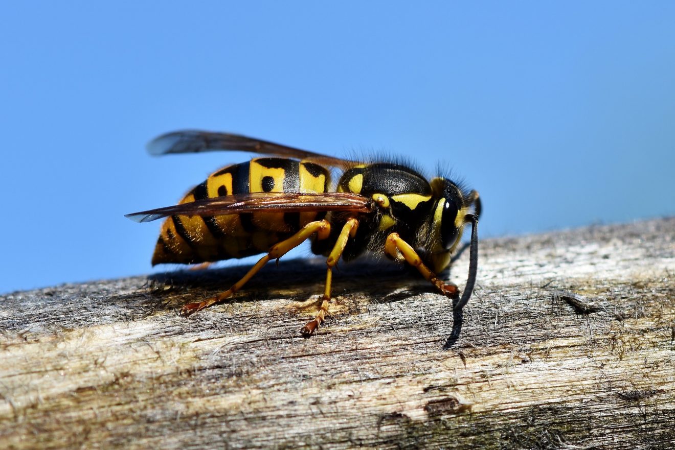 Hård hvepsesommer i vente