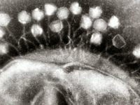 Bakteriofag, foto: DTU