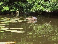 Skildpadde ved Lyngby sø, foto: Else Molander