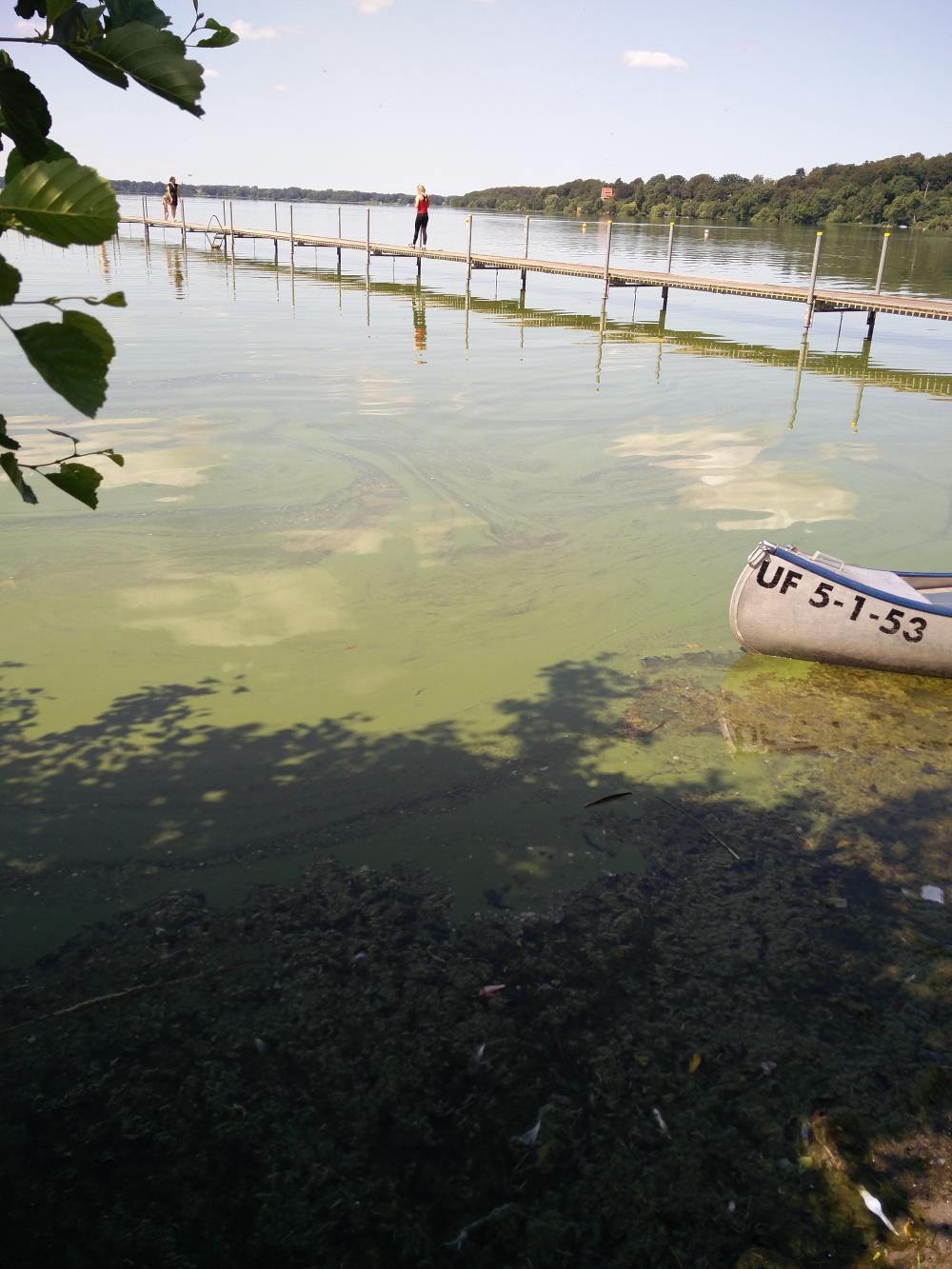 Badning frarådes ved Frederiksdal Fribad på grund af alger