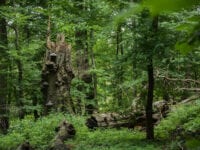 Ny dokumentation: Urørt skov er en minimal gevinst for klimaet
