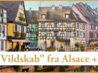 ”Vildskab” fra Alsace!