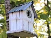 Husk: forårsrengøringen af fuglekasserne